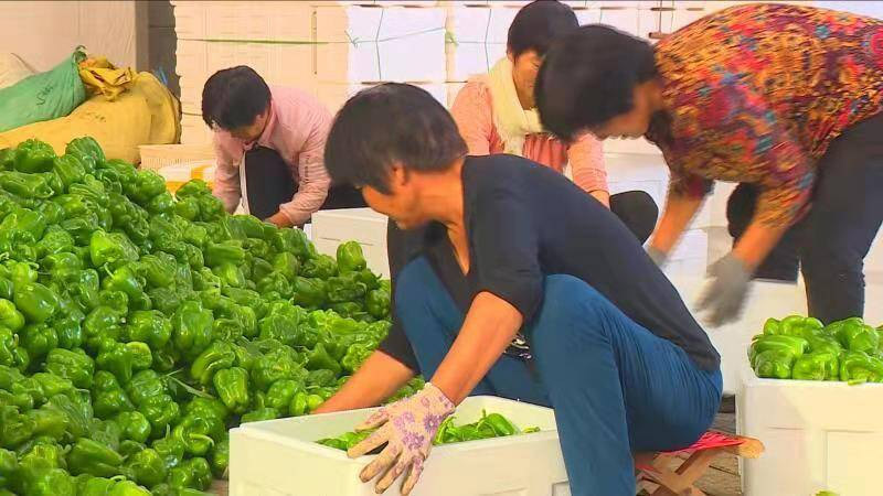潍坊青州：发展农民专业合作社 带动村民增收致富
